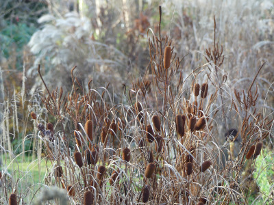2019-11-30 Gartenimpressionen 16.jpg