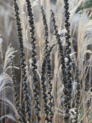 2019-11-30 Gartenimpressionen 17.jpg