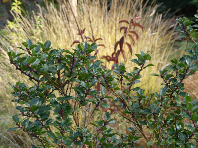 2019-11-30 Ilex meserveae 'Blue Prince' 1.jpg