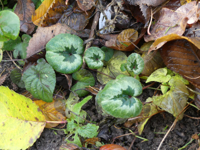 2019-11-30 Cyclamen coum 'Album' 1.jpg