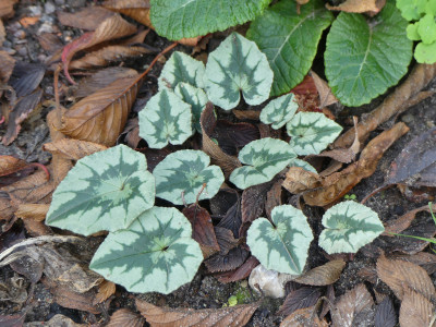 2019-11-30 Cyclamen hederifolium 1.jpg
