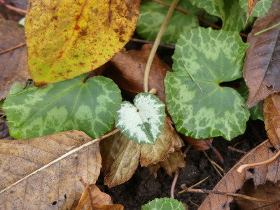 2019-11-30 Cyclamen hederifolium 2.jpg