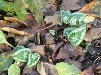 2019-11-30 Cyclamen hederifolium 3.jpg