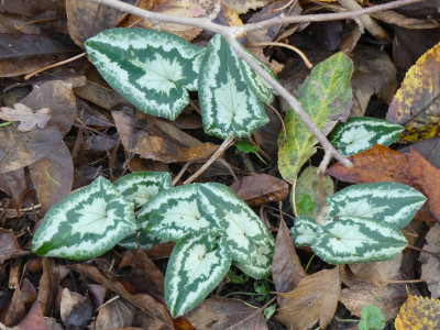 2019-11-30 Cyclamen hederifolium 4.jpg