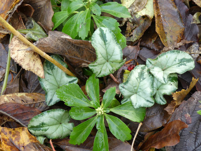 2019-11-30 Cyclamen hederifolium 5.jpg