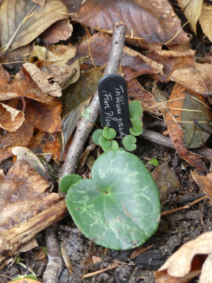 2019-11-30 Cyclamen purpurascens 1.jpg