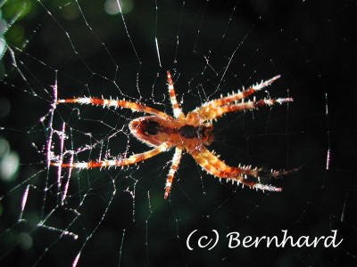 spinne_von_unten.jpg