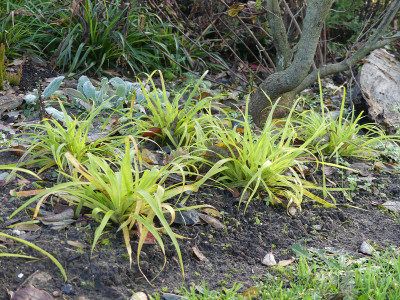 2019-11-30 Luzula sylvatica 'Solar Flare' 1.jpg