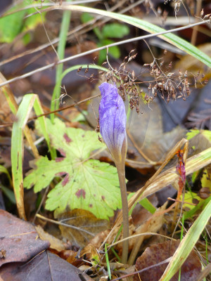 2019-11-30 Crocus speciosus.jpg