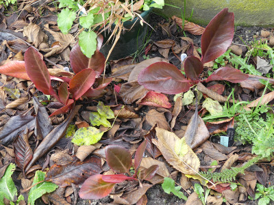 2019-11-30 Bergenia 'Balbithian' 1.jpg