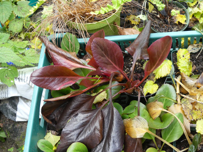2019-11-30 Bergenia 'Balbithian' 2.jpg