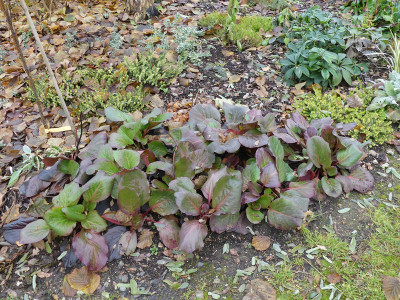 2019-11-30 Bergenia 'Winterglut' 1.jpg