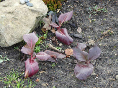 2019-11-30 Bergenia 'Winterglut' 3.jpg