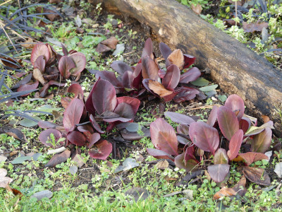 2019-11-30 Bergenia 'Winterglut' 4.jpg