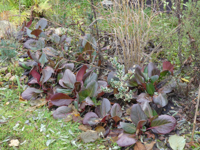 2019-11-30 Bergenia 'Purpurkönigin' 1.jpg