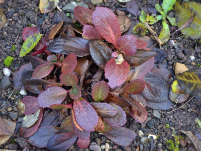 Bergenia-Flirt.19-1.jpg