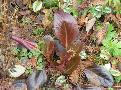 2019-11-30 Bergenia 2.jpg