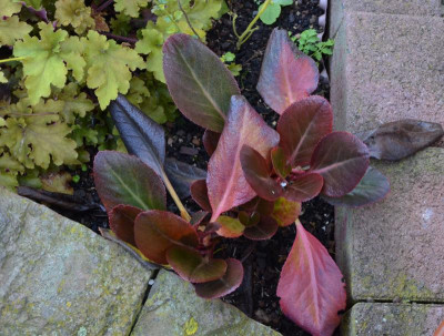 Bergenia_Balbithan.19-1.jpg