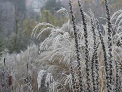 2019-12-01 Gartenimpressionen 3.jpg