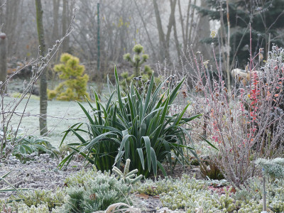 2019-12-01 Iris foetidissima 1.jpg