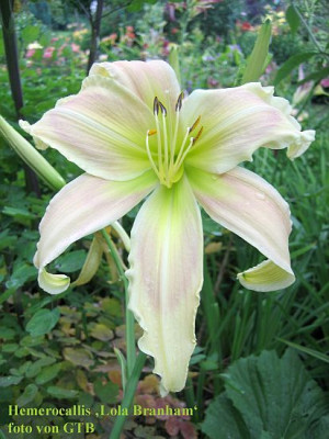 Lola_Branham_6397_r11.jpg