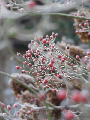 2019-12-01 Gartenimpressionen 6.jpg