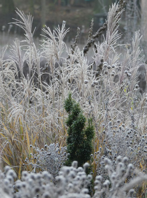 2019-12-01 Gartenimpressionen 8.jpg
