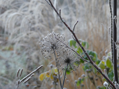 2019-12-01 Gartenimpressionen 15.jpg