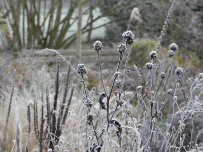 2019-12-01 Gartenimpressionen 23.jpg