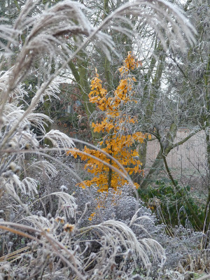 2019-12-01 Parrotia persica.jpg