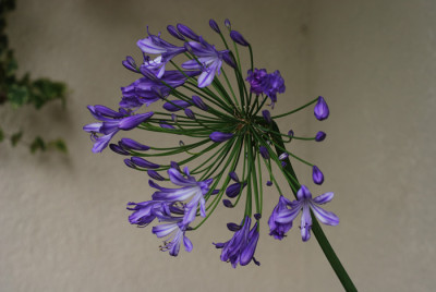 Agapanthus-Bluete-060707-k.jpg