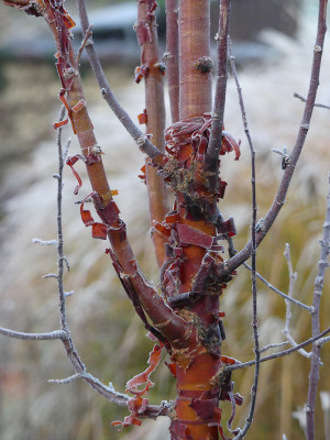 2019-12-01 Prunus serrula 1.jpg