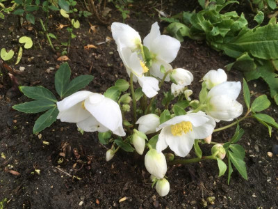 IMG_0607_Bild 3 Christrose_Helleborus.JPG