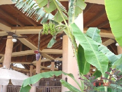 Banane.jpg