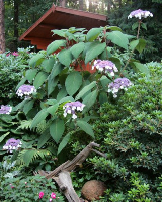 H._aspera_ssp._sarg.IMG_0392ajpg.jpg