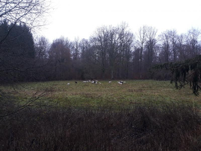verstecktewaldweide.jpg