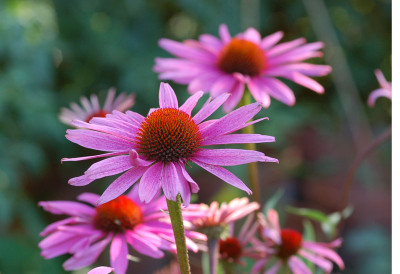 Echinacea-Rubinstern-Magnus.jpg