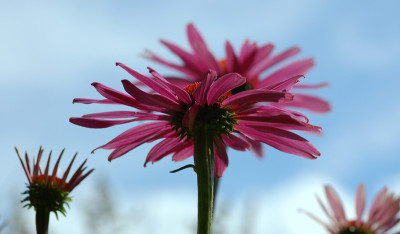 Echinacea-Himmel.jpg