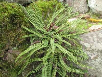 Asplenium trichomanes 20191202.jpg