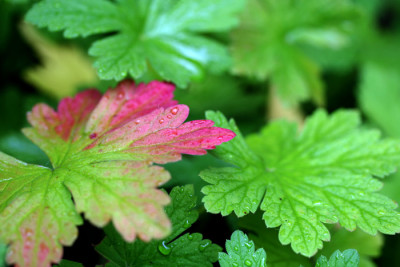 Geranium-Macrorhizum-1-c.jpg