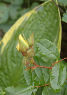 Mermaid_HG_Knospe_mit_Hosta_X0010_10368.jpg