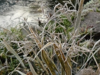 Hakonechloa macra ´Nicolas´  Berggras,Japangras,.jpg