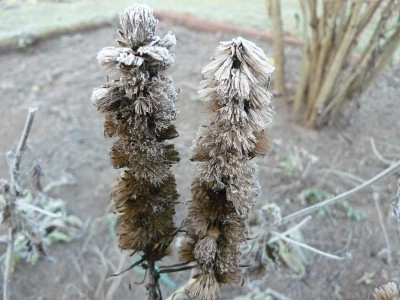 Liatris spicata 'Kobold' Ästige Prachtscharte.jpg