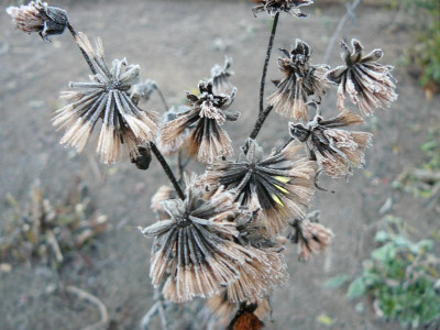 Ligularia dentata 'Osiris Fantaisie'  Goldkolben.jpg