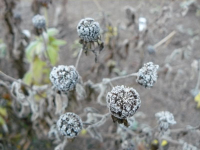 Monarda fistulosa 'Schneewittchen Indianernessel.jpg