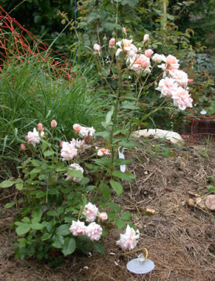 Perle_dOr__0010_DSCN3663_.jpg