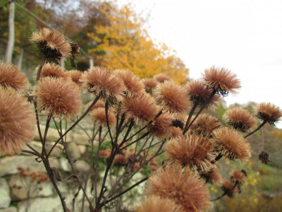 Vernonia baldwinii 20191202.JPG