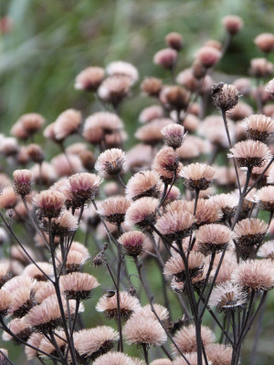 2019-01-06 Vernonia arkansana 'Rock Hill'.jpg