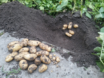 Kartoffeln Cultan 13618-2.jpg