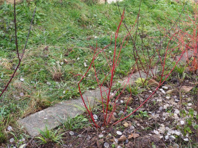 Cornus sanguinea PC060011.JPG
